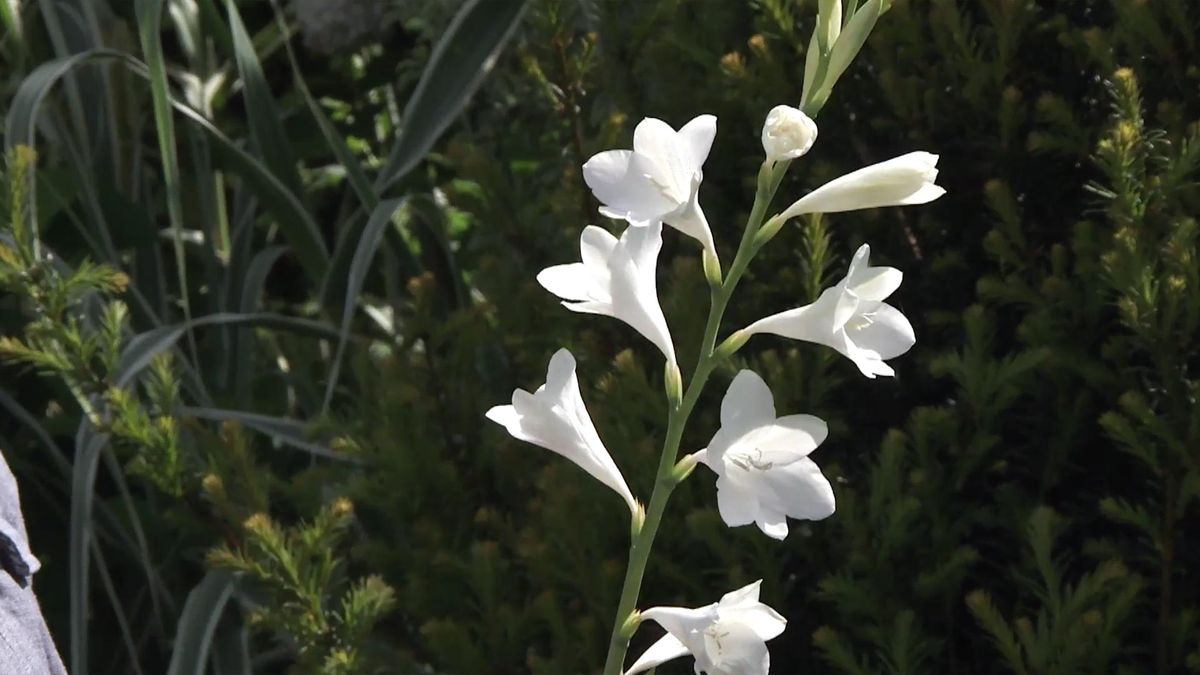 deco 738 jardineria watsonia flores blancas