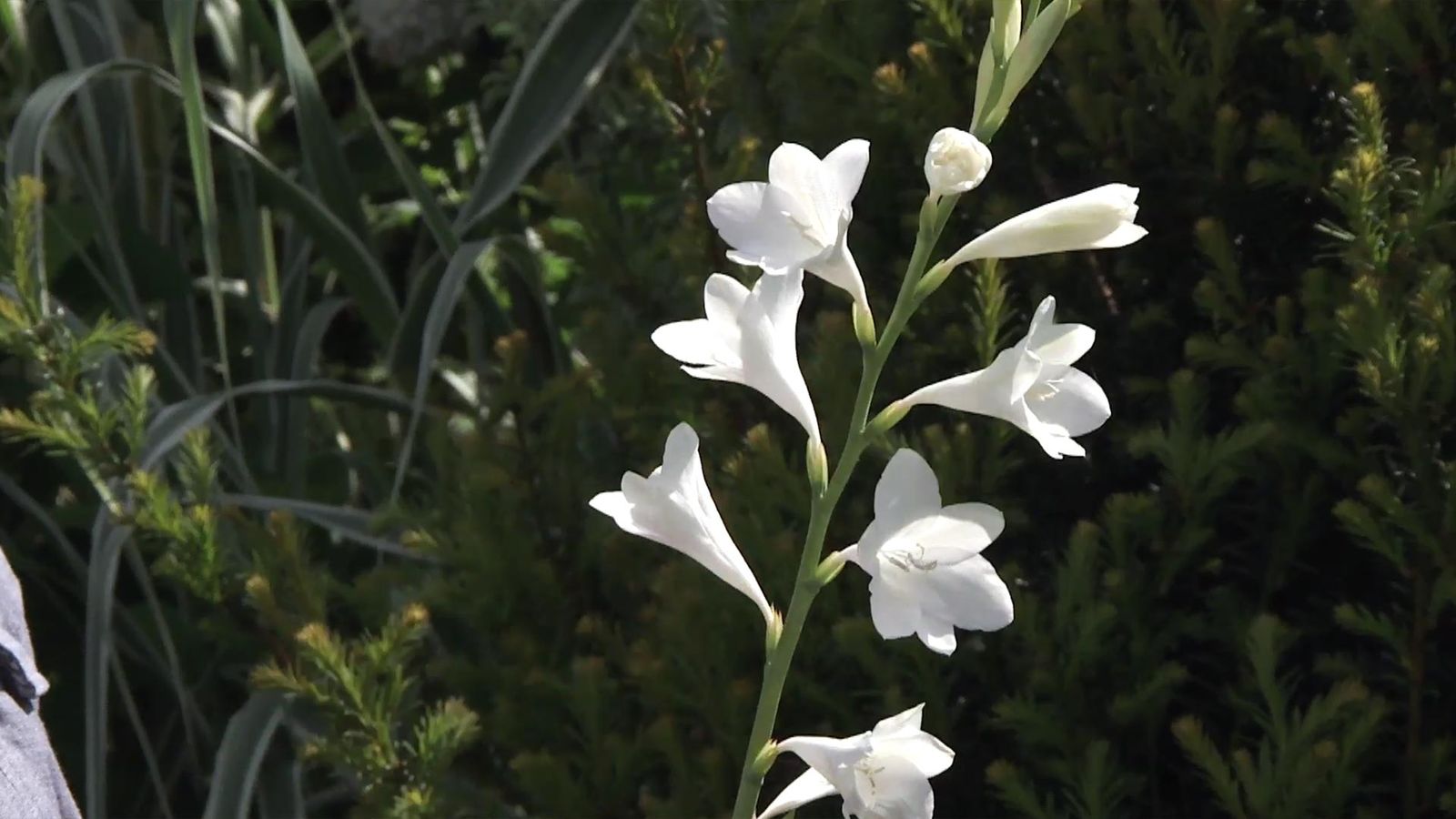 deco 738 jardineria watsonia flores blancas