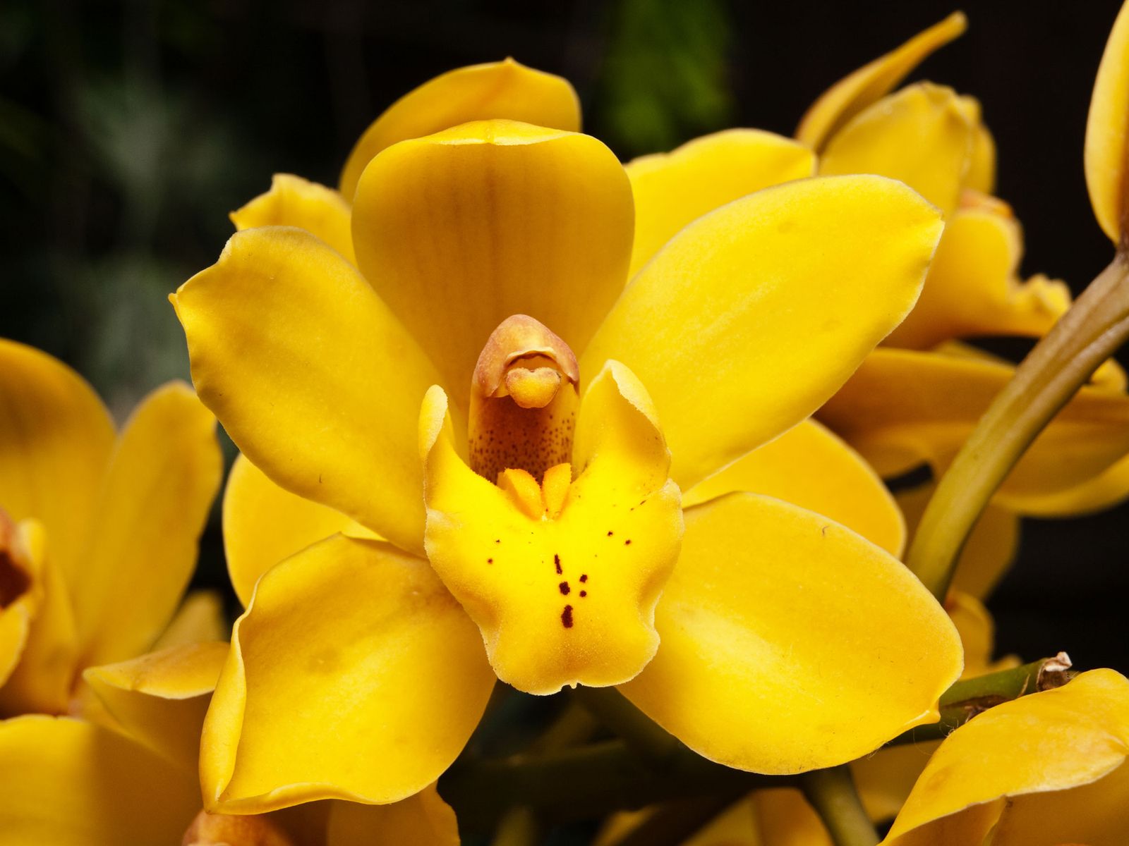 Orquídea cymbidium amarilla
