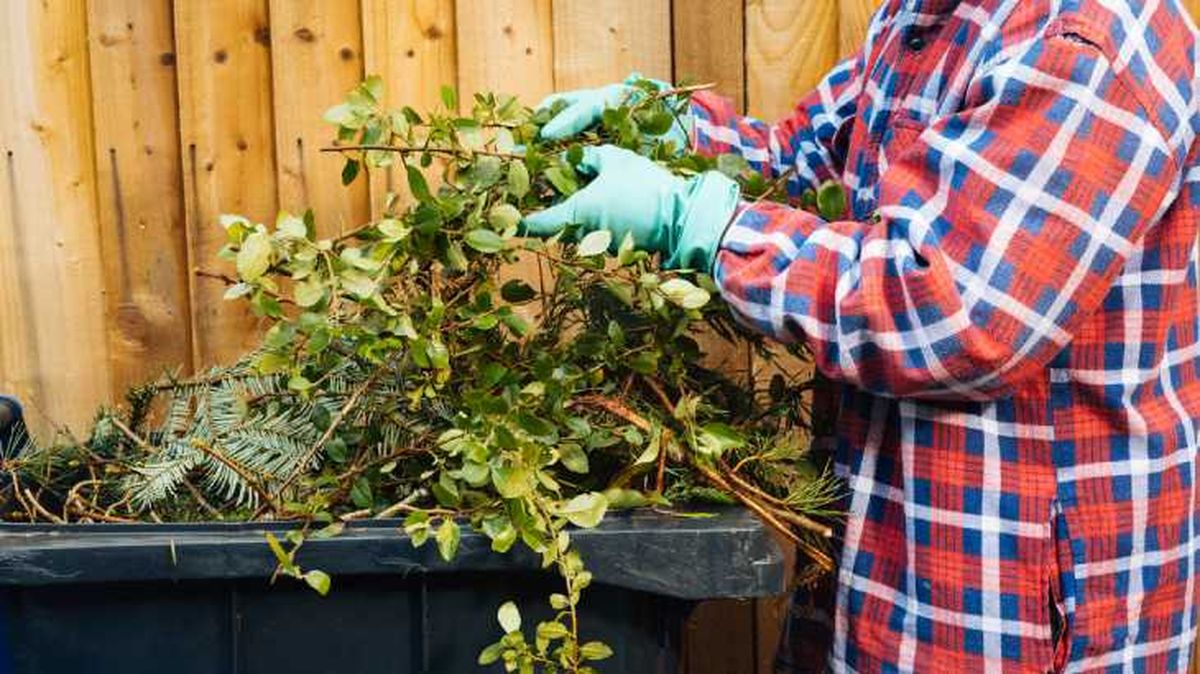 ramas hojas tras la poda