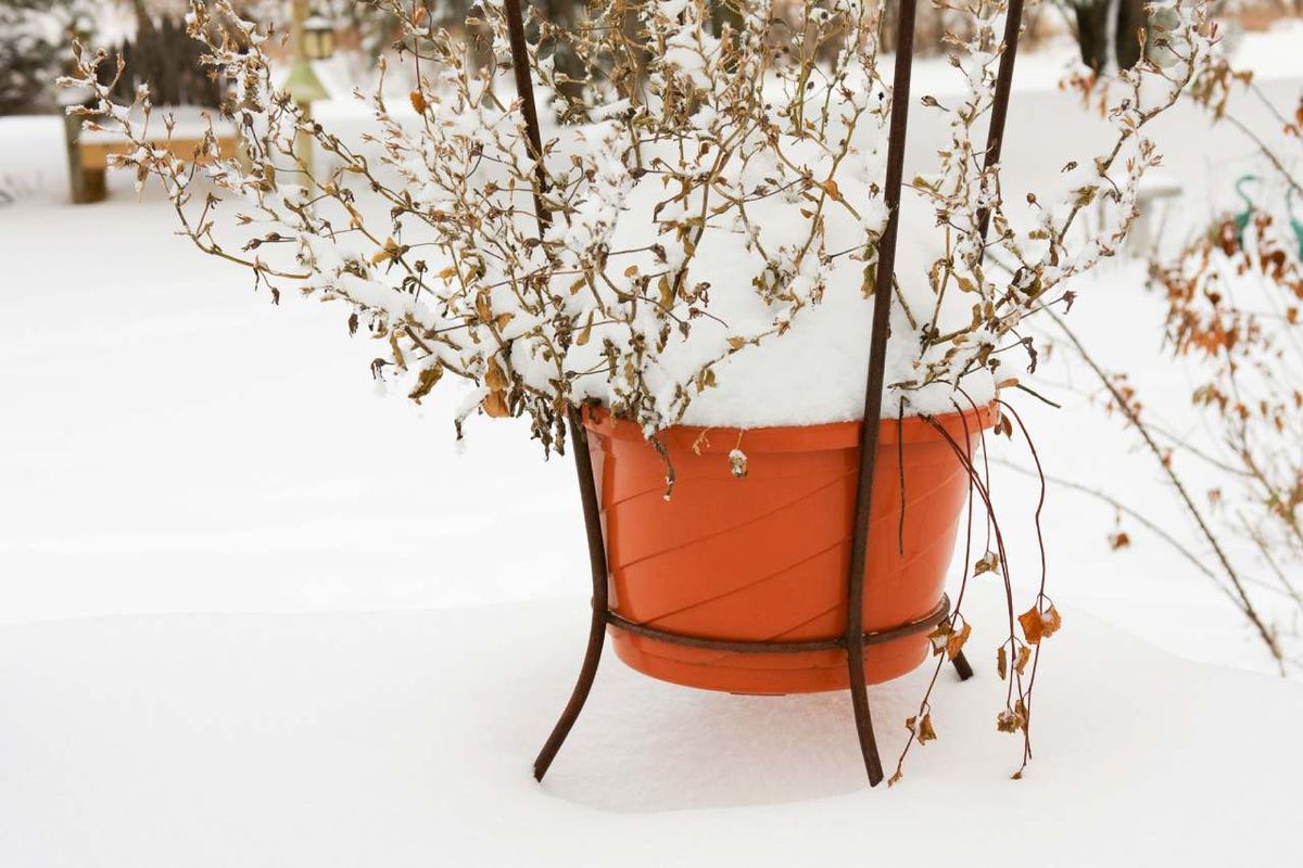 Los tiestos de las plantas de exterior se pueden dañar con las heladas