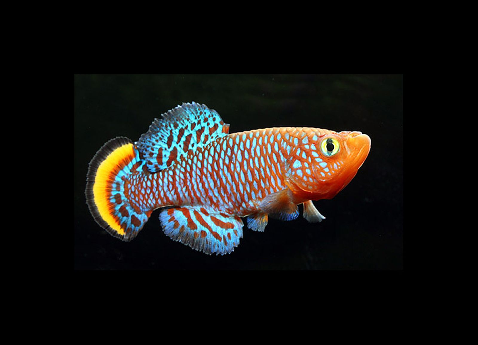 killi nothobranchius rachovii xl