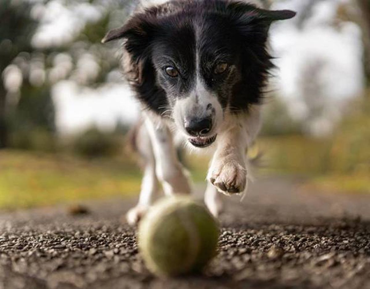 juego pelota perro correa y lanzador SLINGDOG