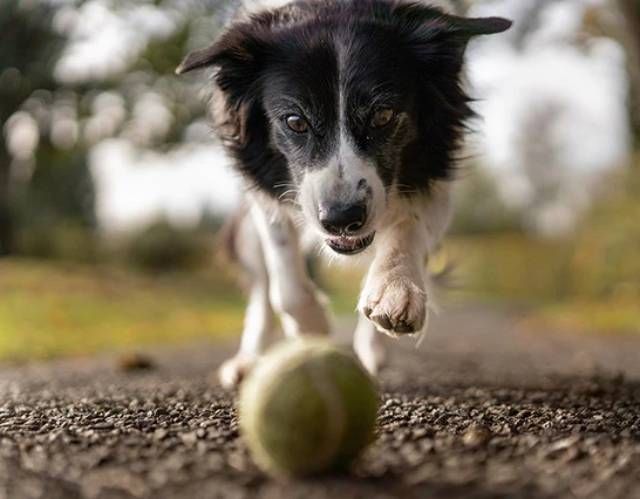 juego pelota perro correa y lanzador SLINGDOG