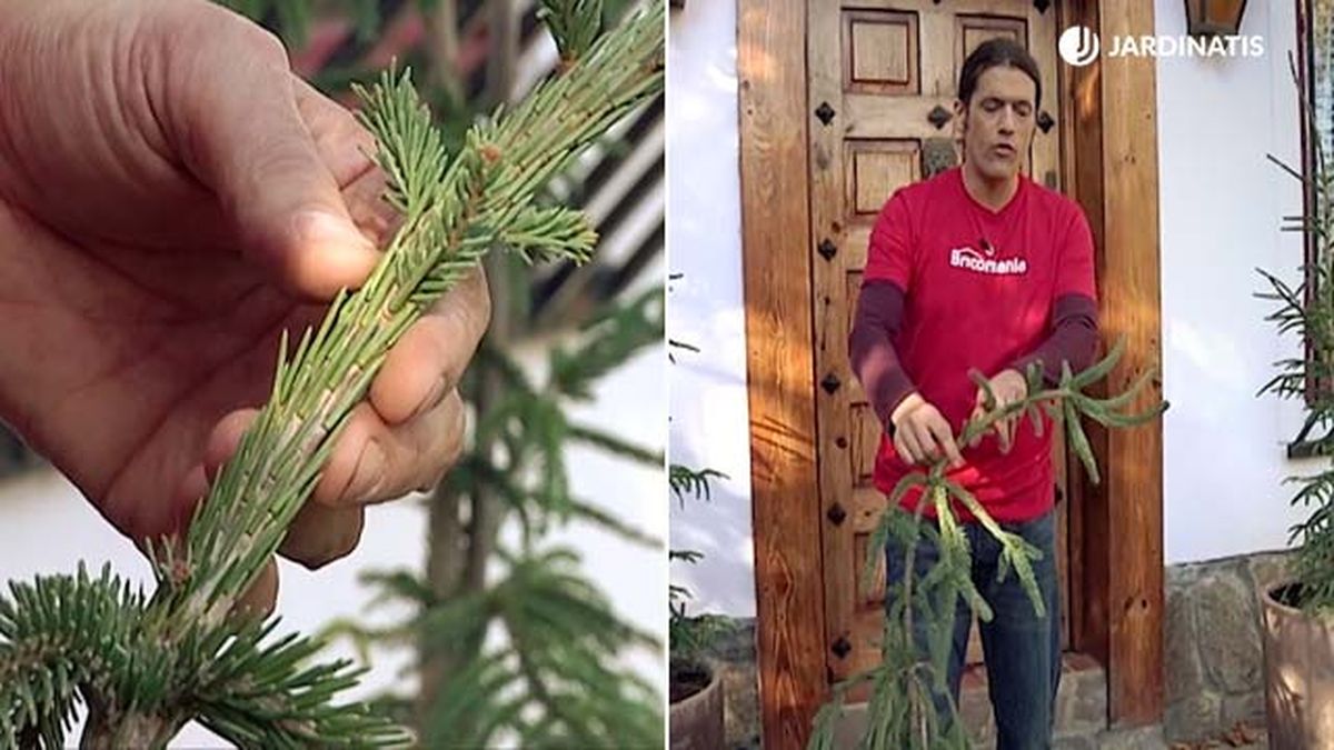 Abies excelsa pendula brico 725 jardinatis