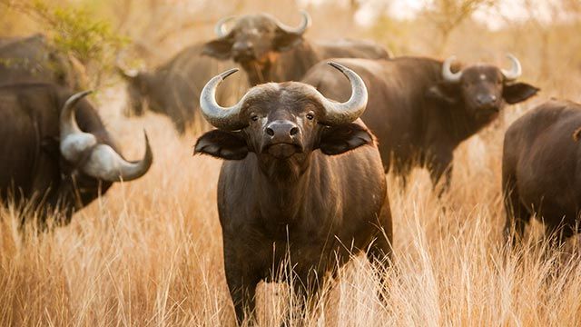 bufalo