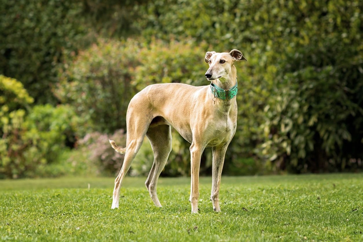 tipos de galgo galgo español