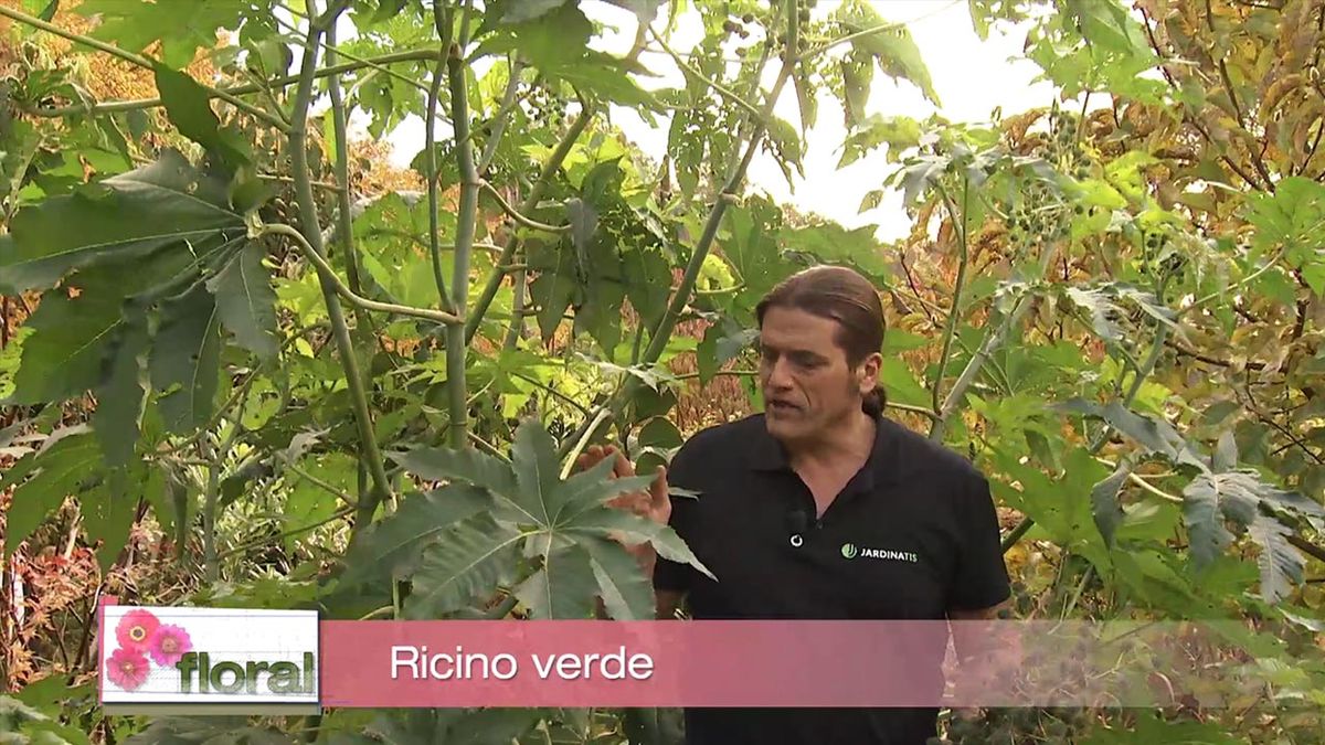 deco 757 jardin ricino verde