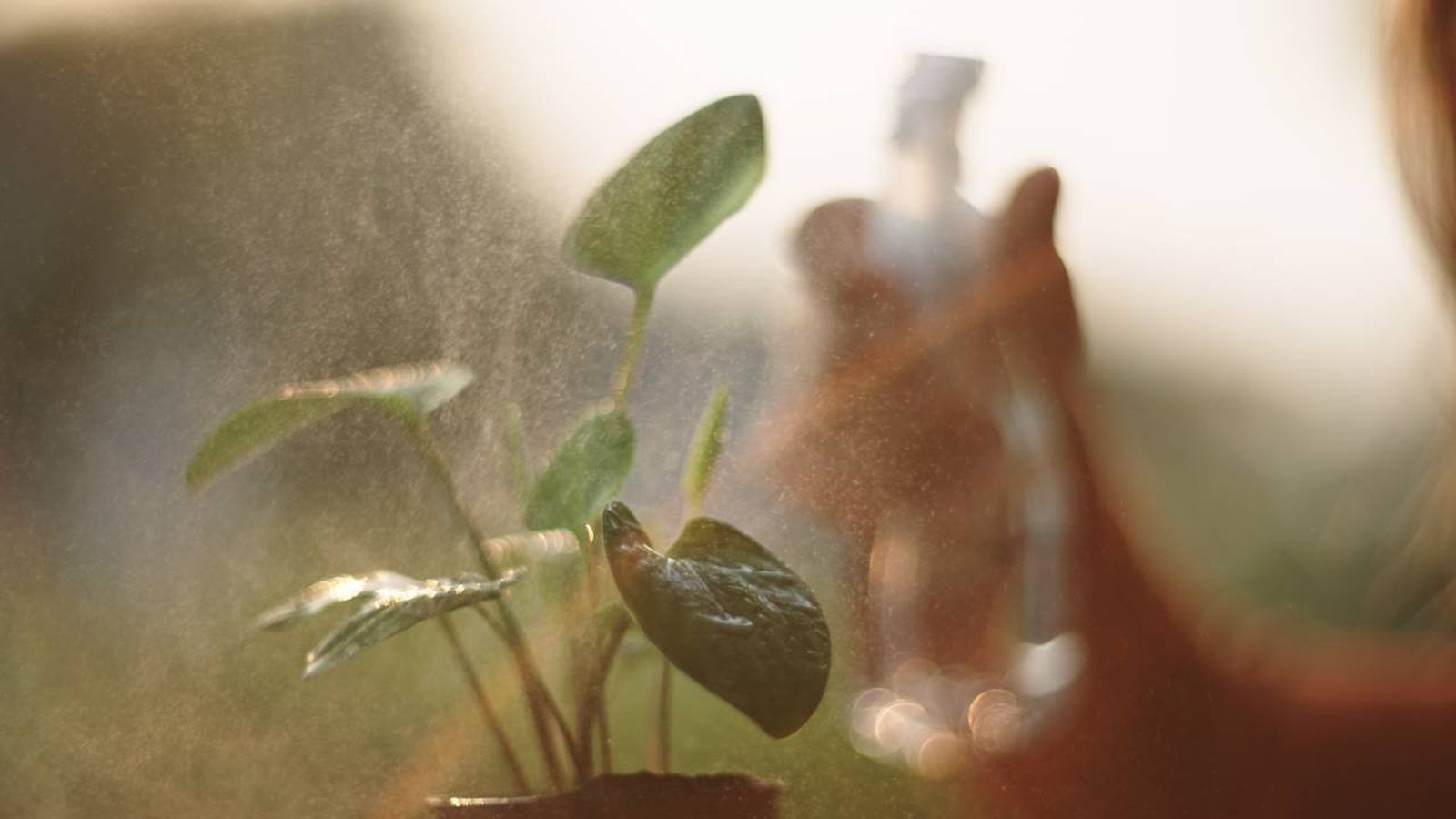 Plantas de interior resistentes e ideales para aquellas personas que cuentan con un agenda apretada.