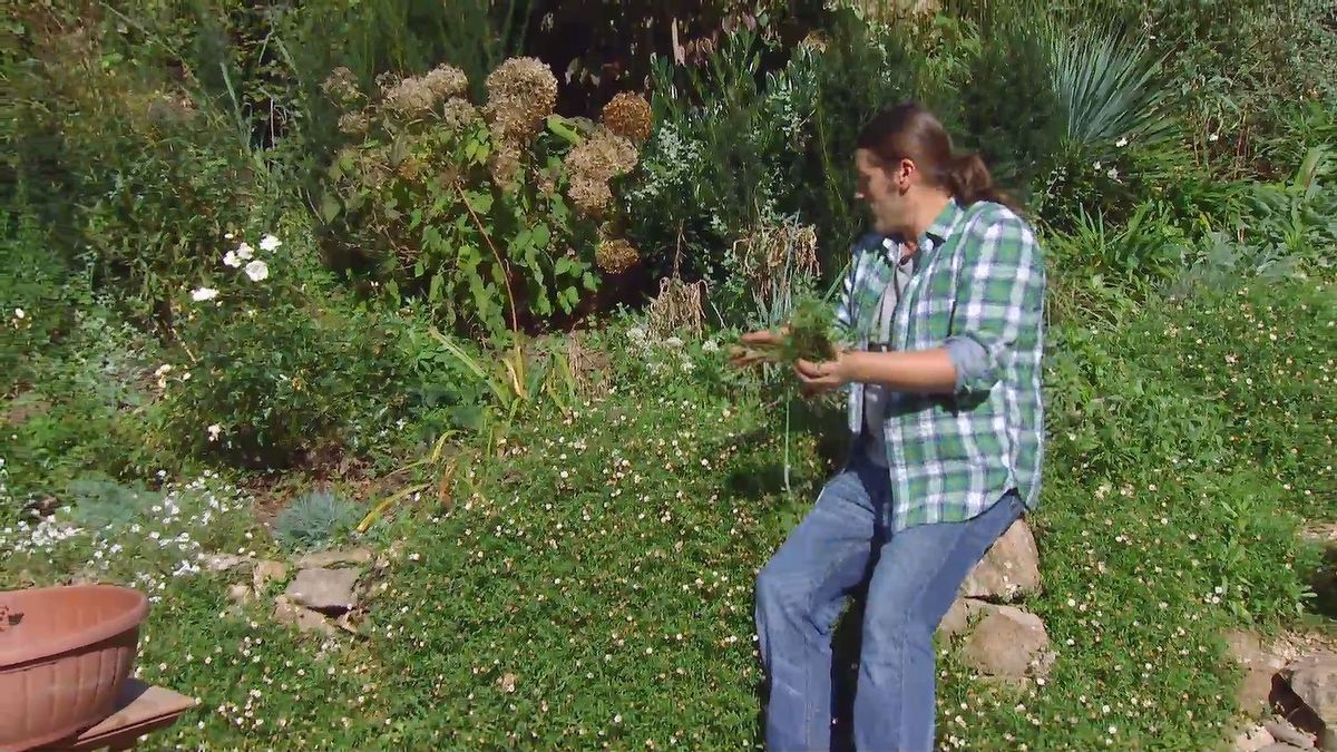 deco 674 plantas muros erigeron karviskianum