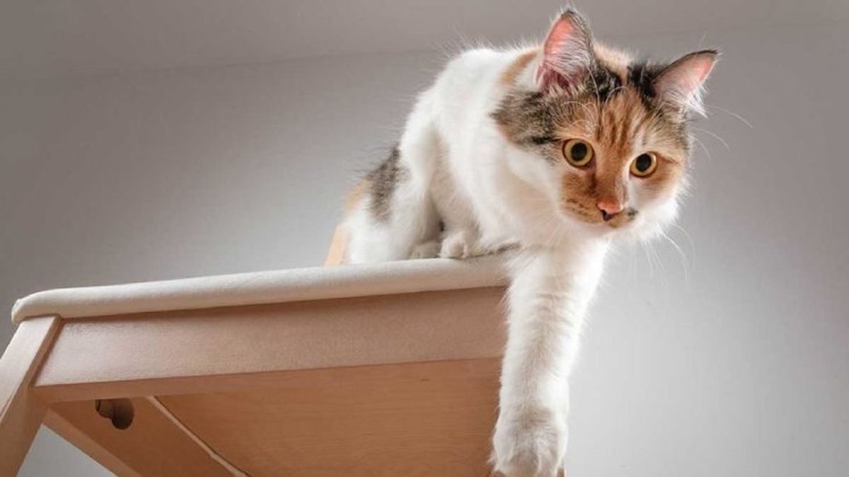 curiosidades sobre los gatos 4