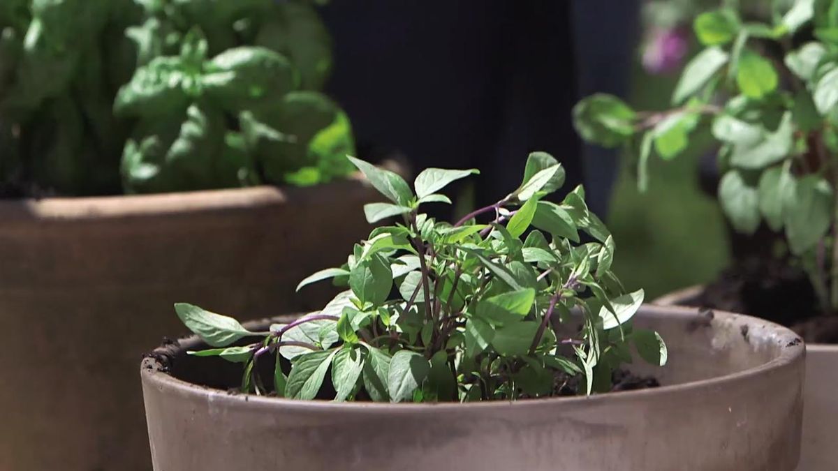 brico 998 jardineria maceta albahaca