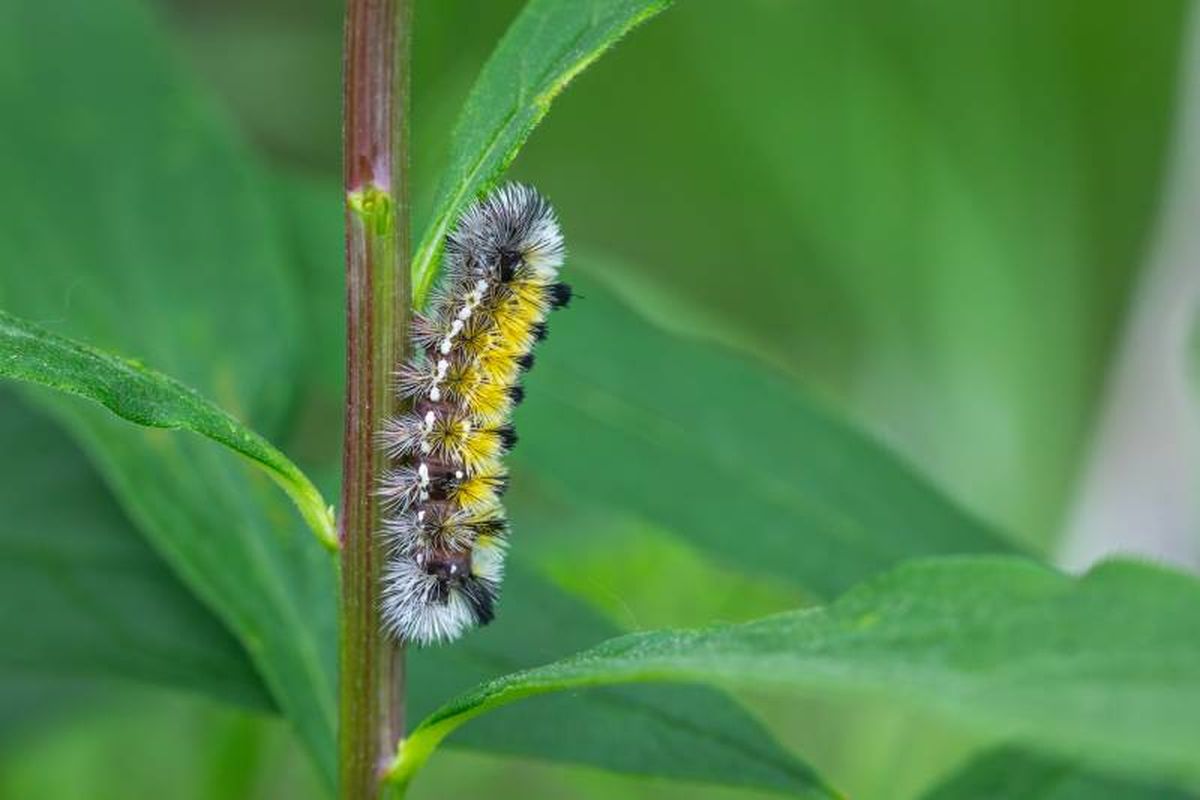 Se documentó una extraña conducta de una población de orugas.