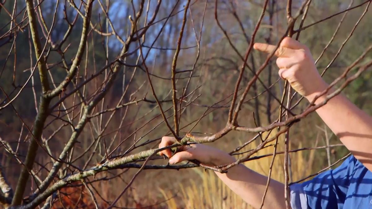 brico 983 3 conseguir manzano frutos ramificaciones secundarias