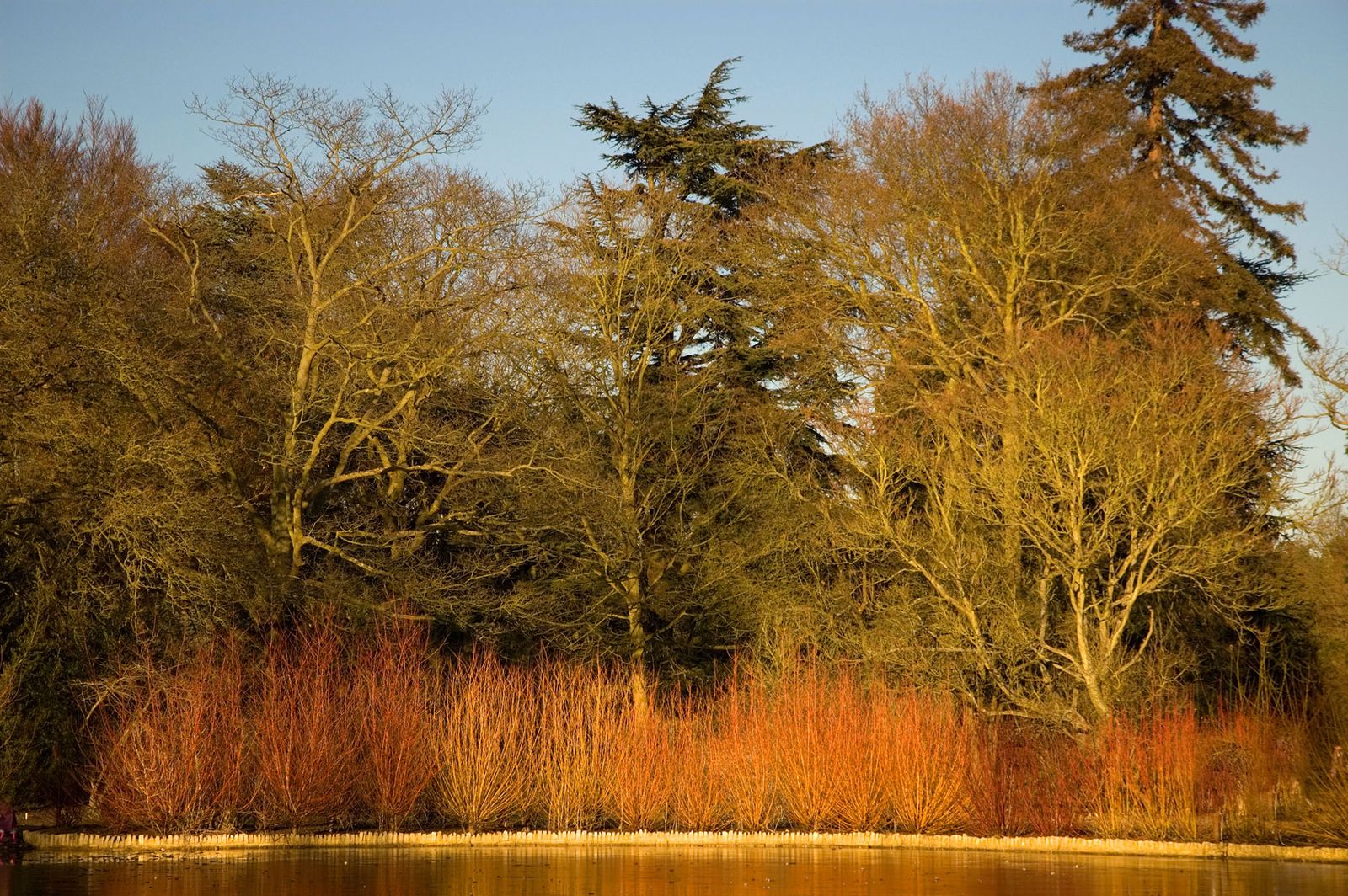 4 variedades de cornejo para el jardín en invierno
