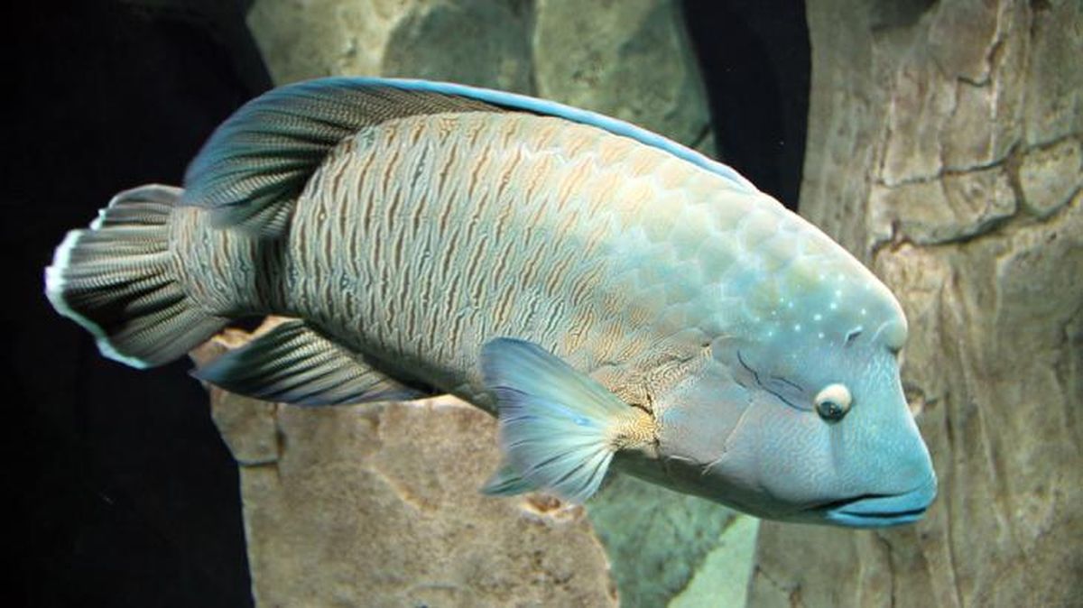 como duermen los peces 7