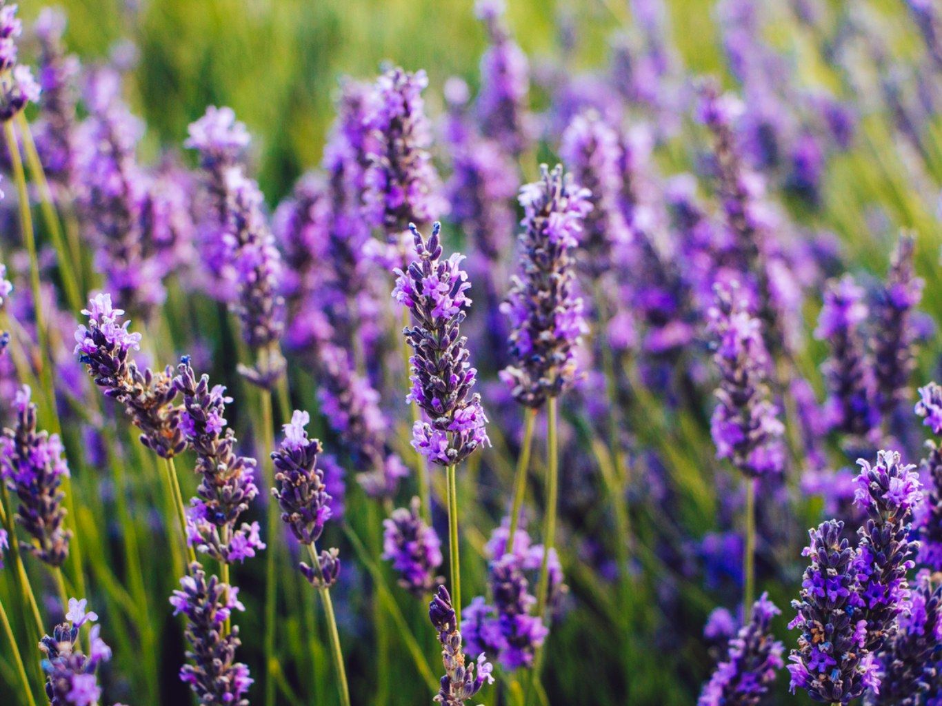 Planta lavanda.