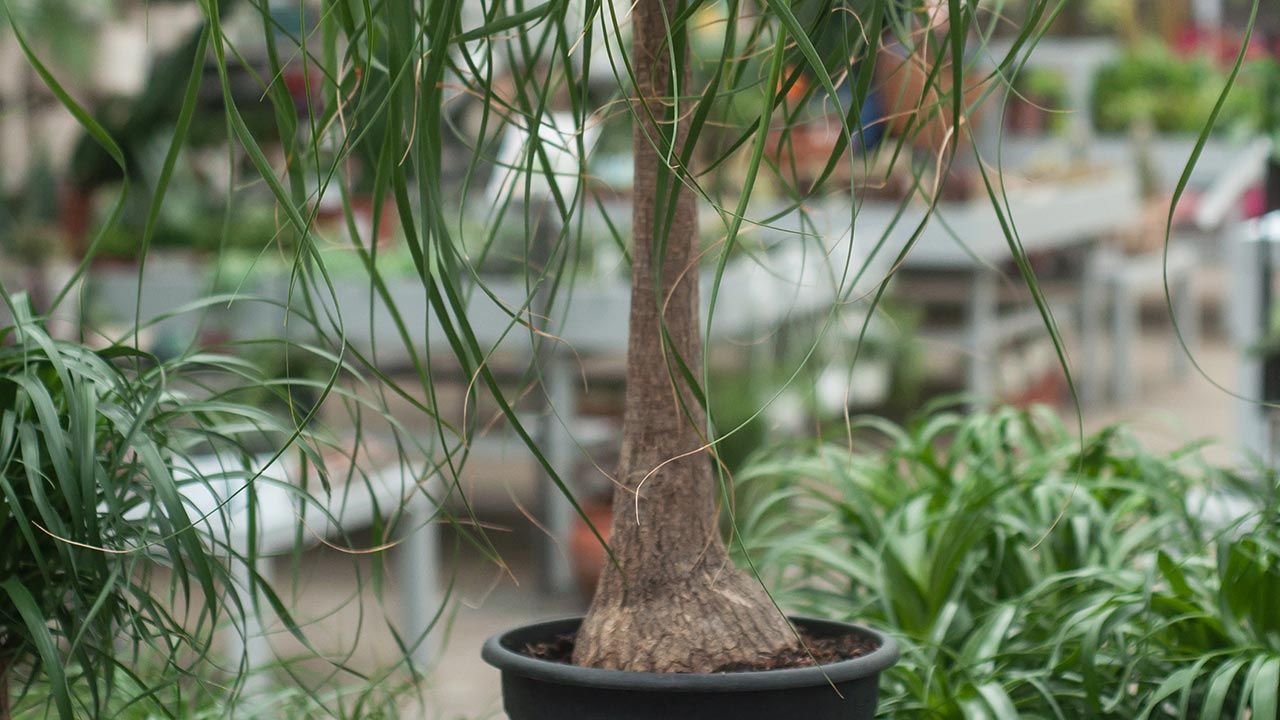 Beaucarnea