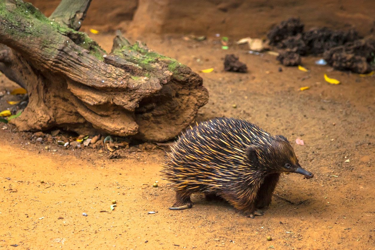 equidna australia