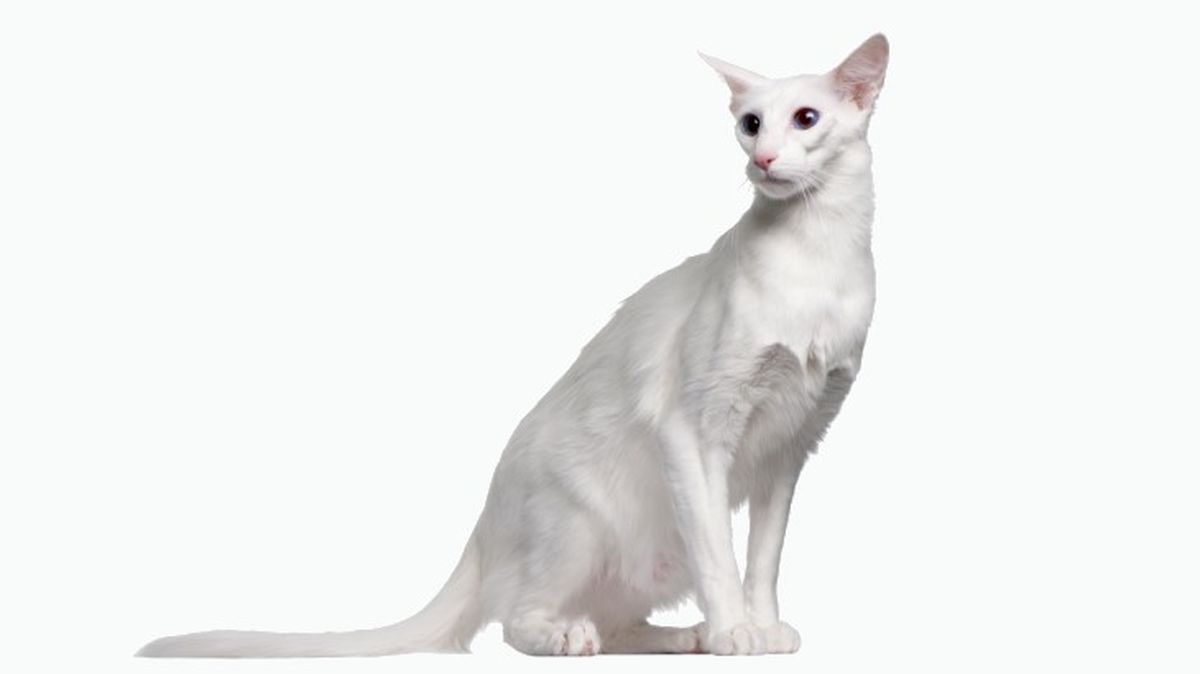 razas de gatos blancos balines