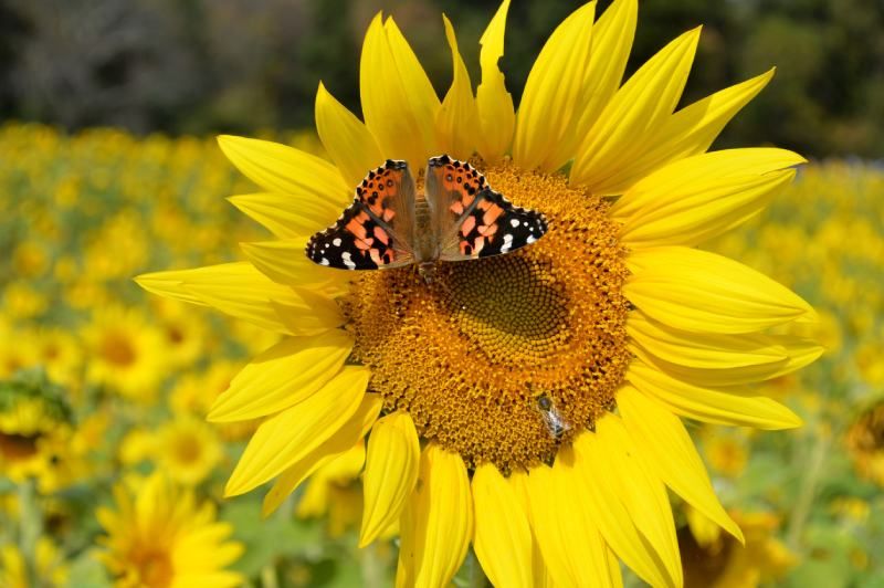 Las mejores plantas para mariposas tienen flores abiertas, crecen en grupos.