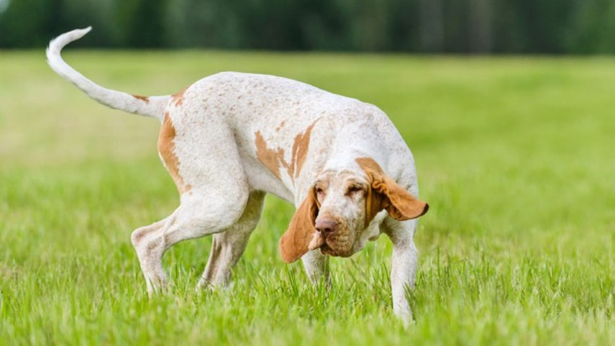 cuantas razas de perros hay 21