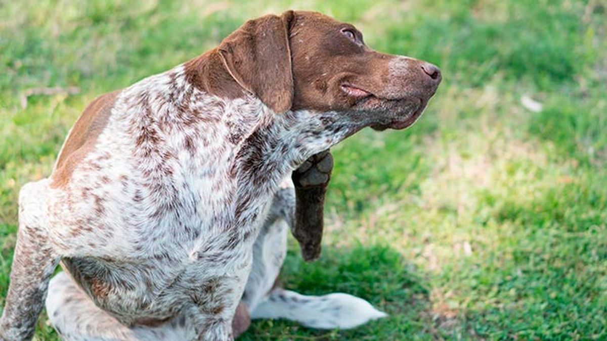 los 6 parasitos mas frecuentes en perros pulgas