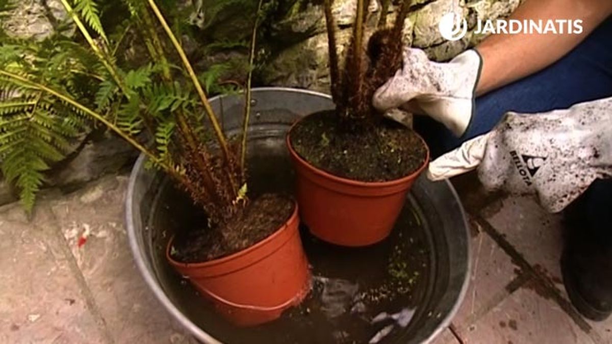 cepellon humedo de la Cyathea cooperi helecho arboreo brico 463 jardin xl