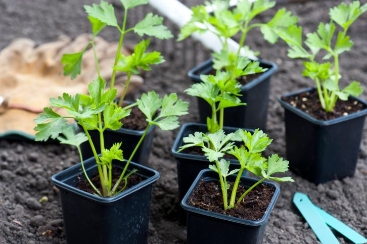 Cómo cultivar apio