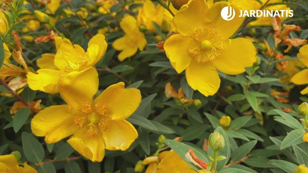 caracteristicas Hypericum calycinum jardinatis