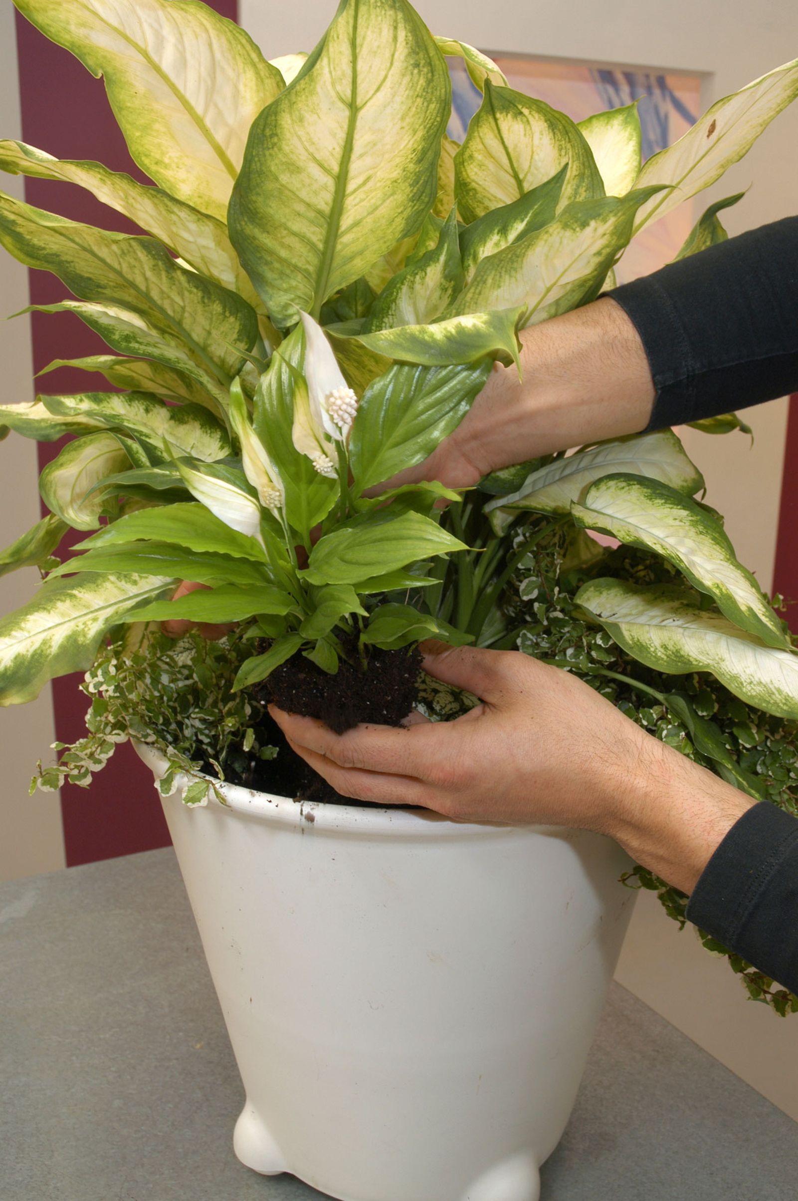 Composición con Dieffenbachia p4