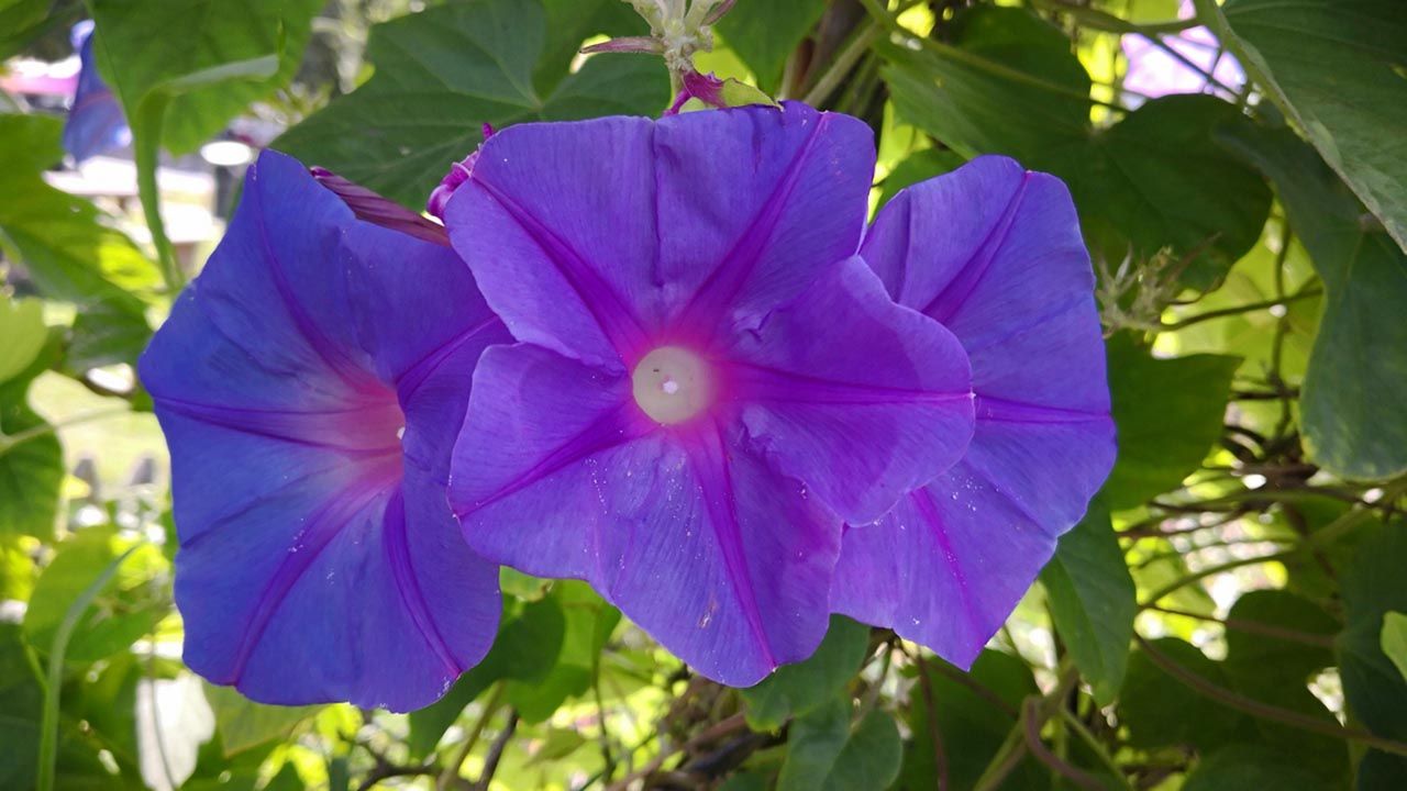 Ipomea