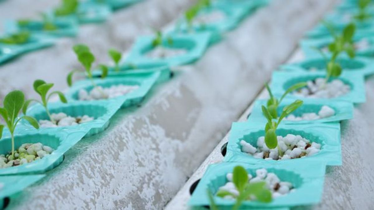 perlita en hidroponia