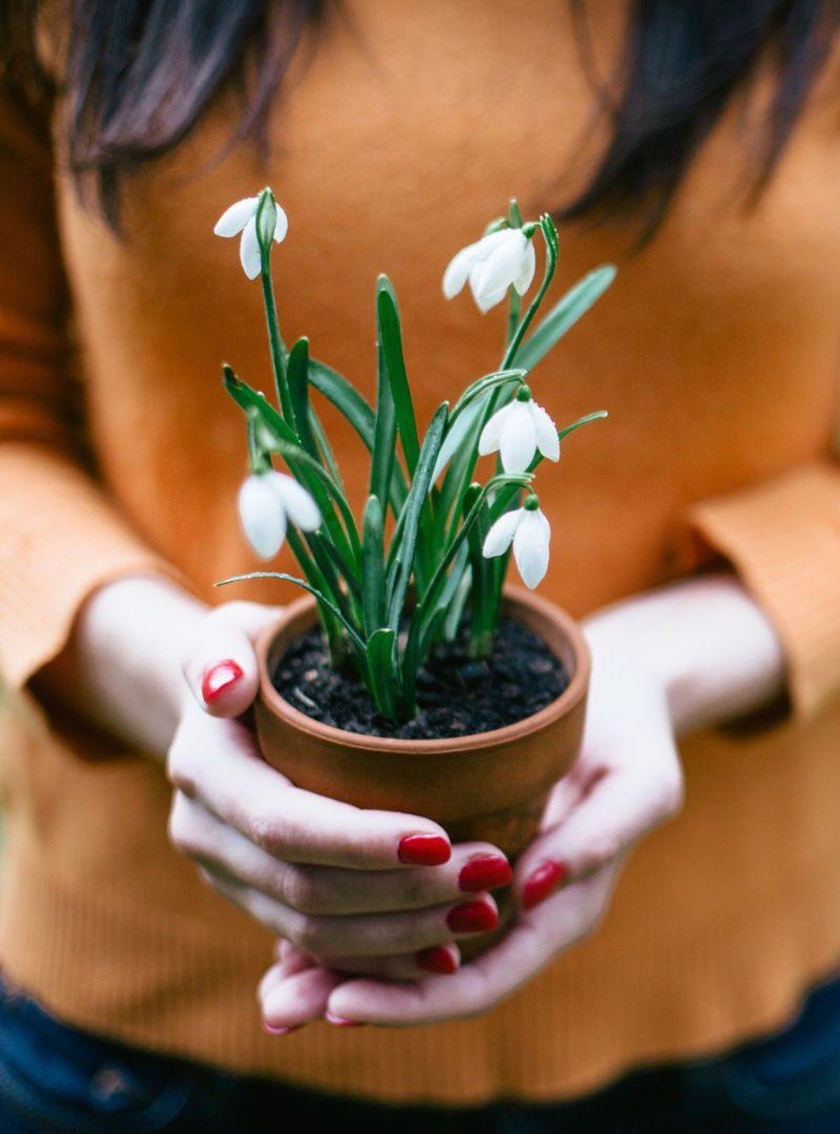 Campanillas de invierno en tiesto.