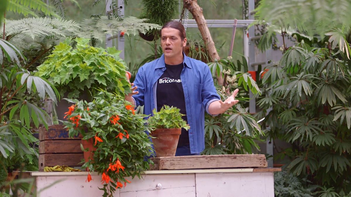 brico 928 3 begonia luxurians begonia rex