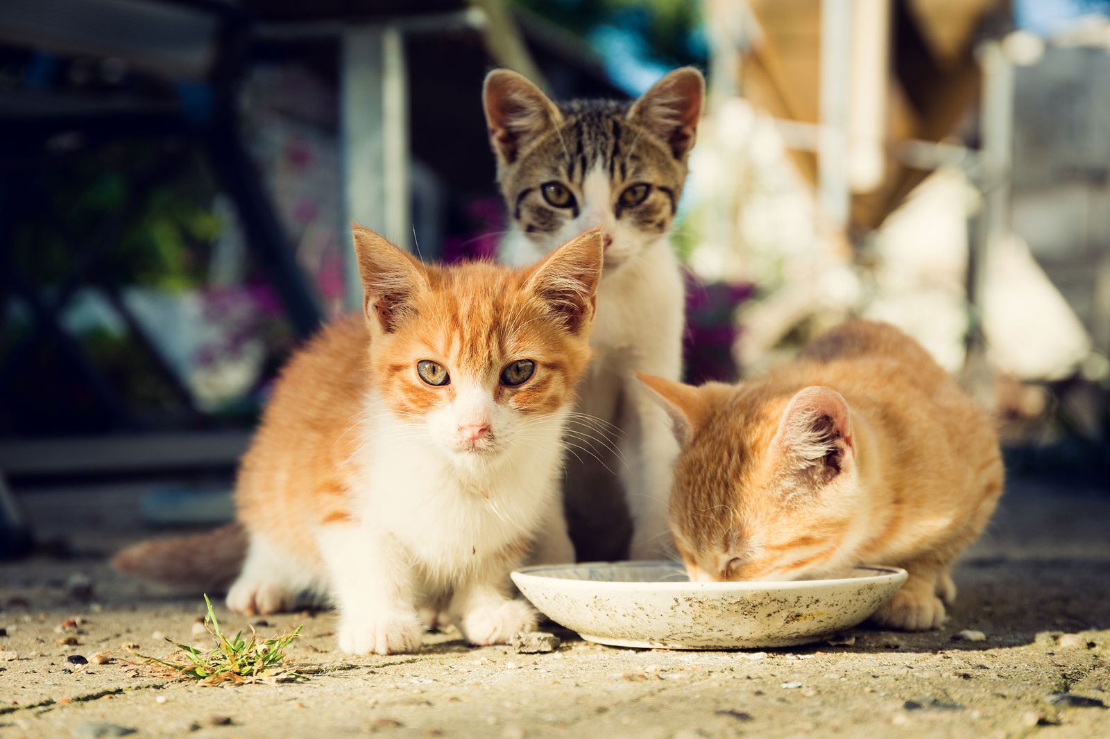 gatos callejeros CEC Capturar Esterilizar Soltar2