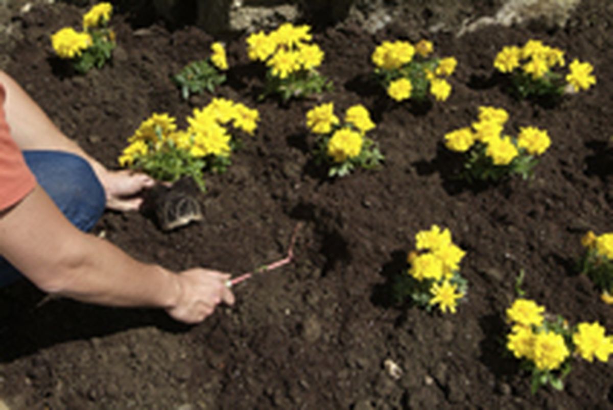 PARTERRE DE FLOR DE TEMPORADA P4