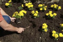 PARTERRE DE FLOR DE TEMPORADA P4