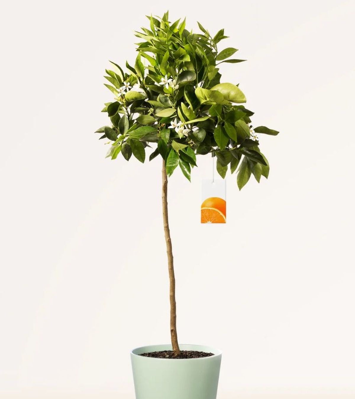 Citrus sinensis Arancio