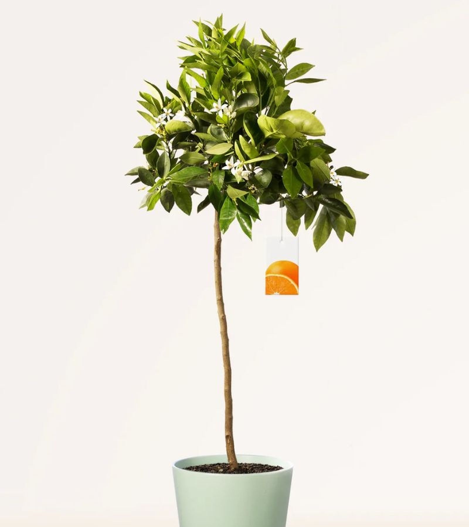 Citrus sinensis Arancio