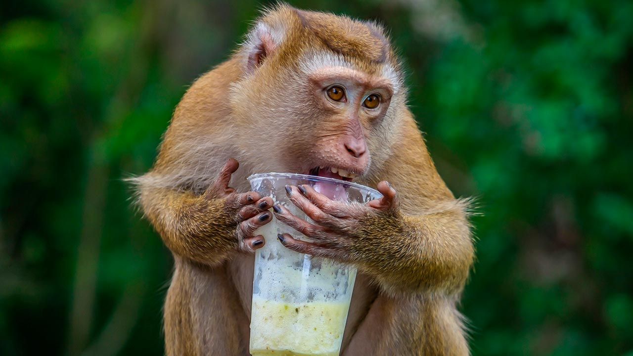 monos alcoholicos 1