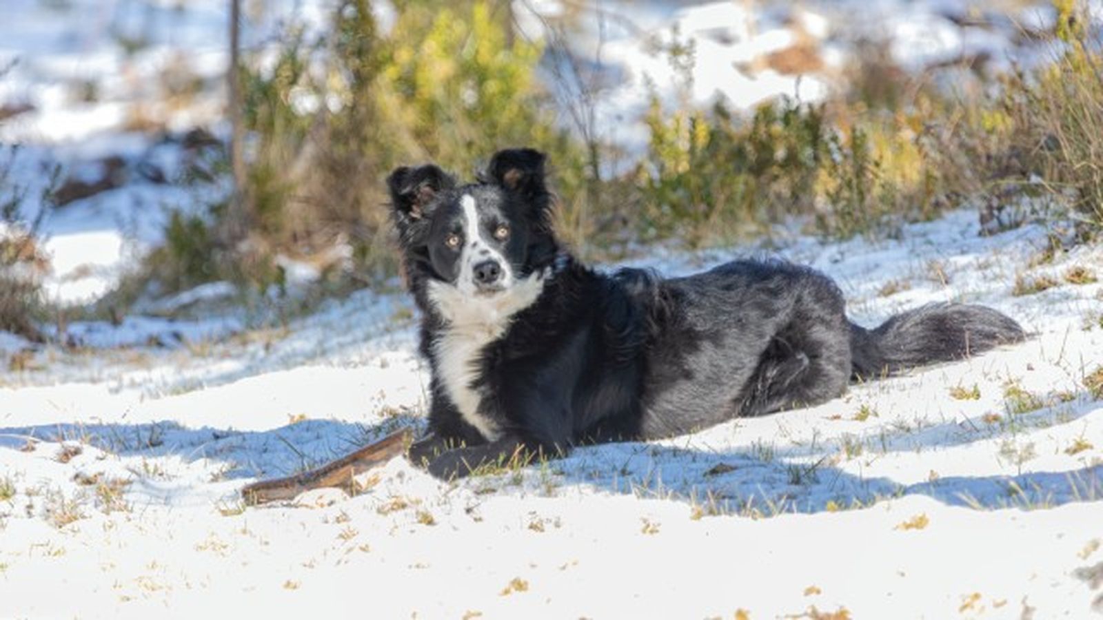 border collie ok 3