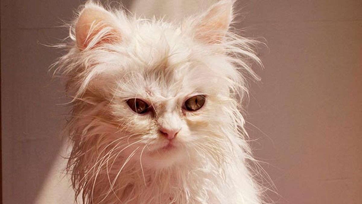10 fotos de gatos mojados 10