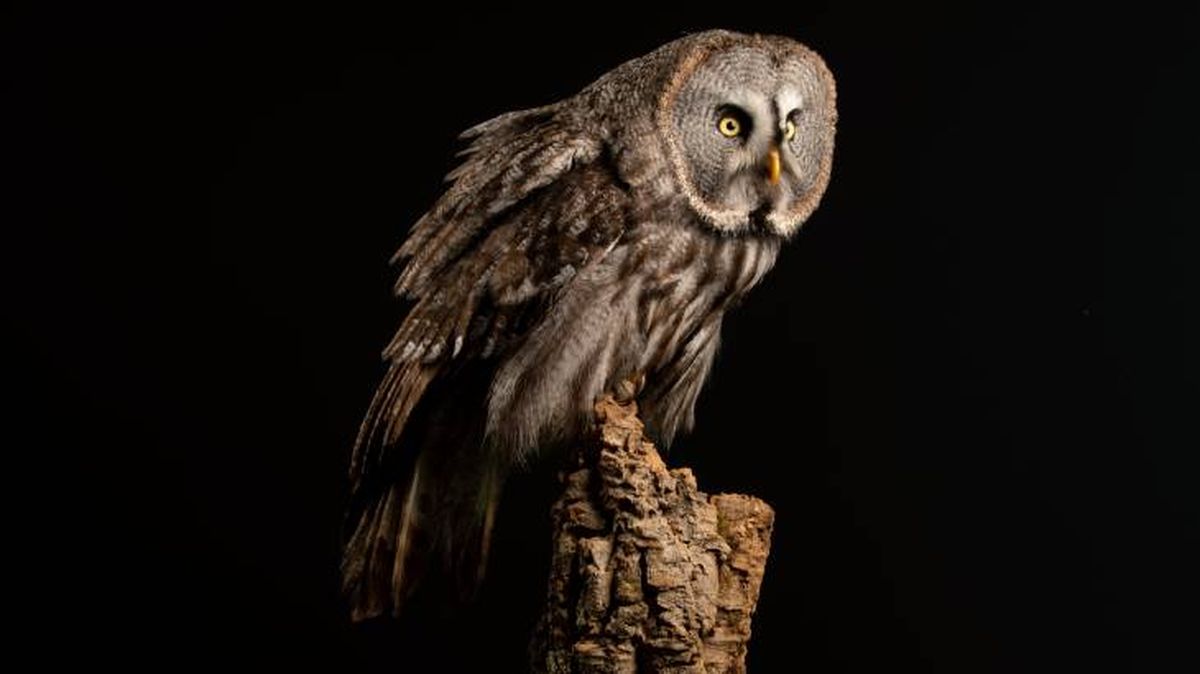 animales simbologia muerte buho