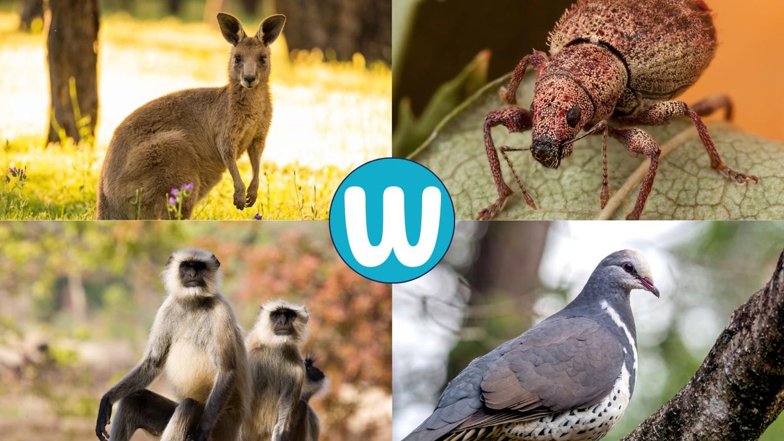 animales que empiezan por w