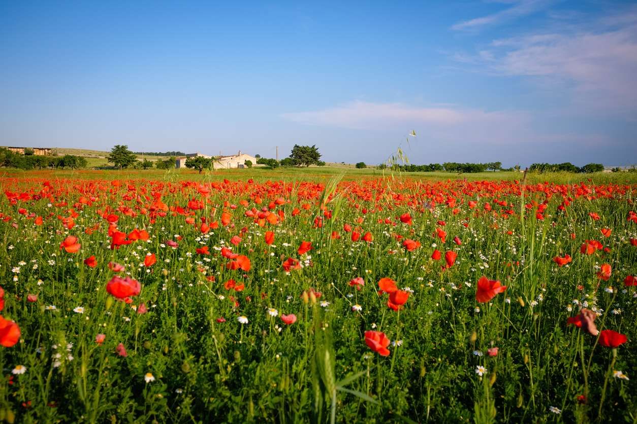 campos de amapolas