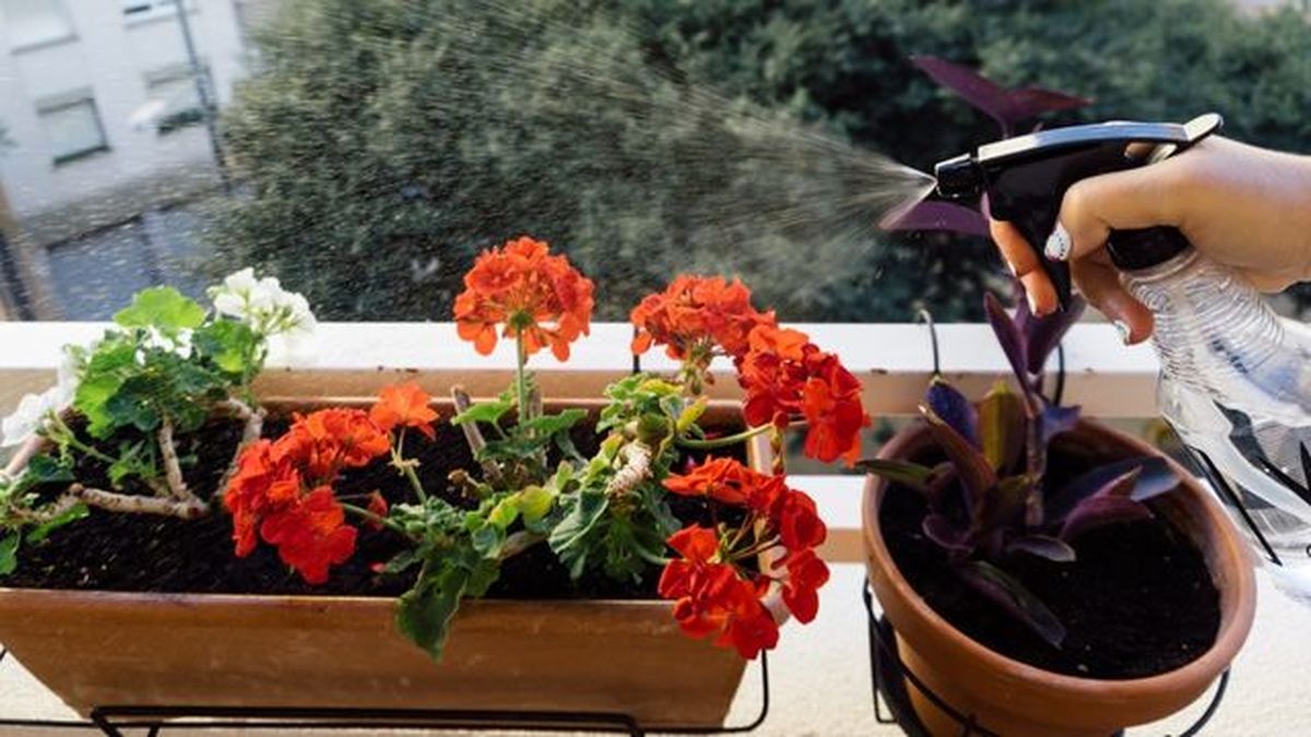 cuidar plantas alivia el estres