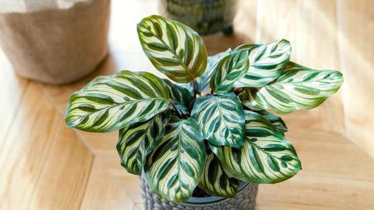 Calathea makoyana