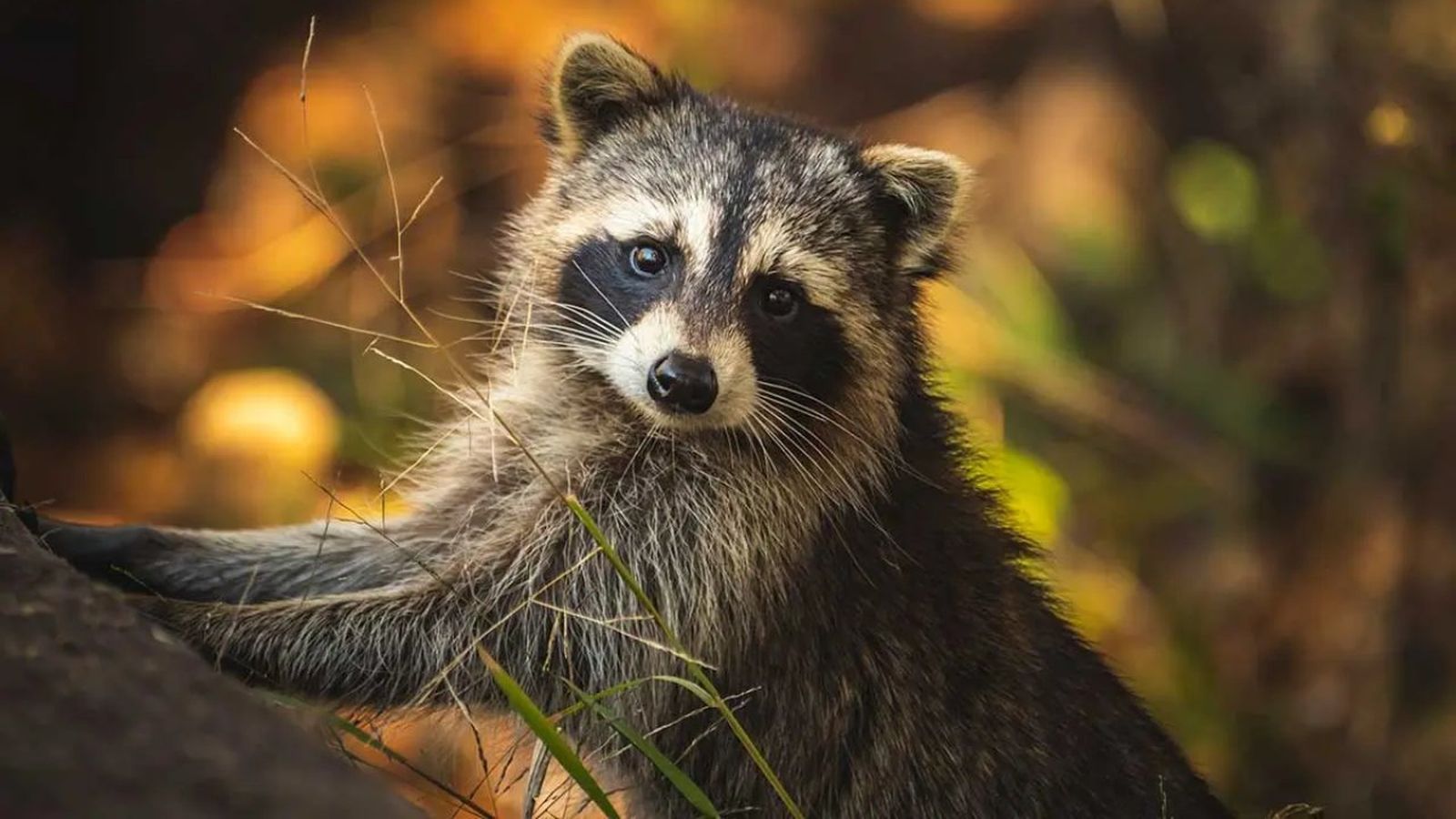 animales prohibidos como mascotas ok