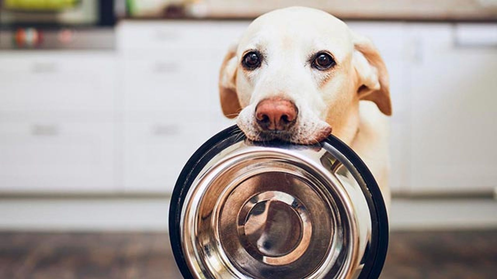 comer dia perro 6